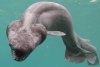 Descoperire bizară pe coasta Portugaliei. A fost găsită o creatură marină cu 300 de dinţi aşezaţi în 25 de rânduri. Cum arată monstrul 491210