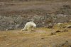 Imagini sfâșietoare cu un urs polar care moare de foame, din cauza încălzirii globale - VIDEO 496153