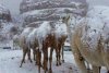 Fenomen rar surprins în deșert! Cămilele au fost acoperite de zăpadă, după o furtună puternică. Imagini spectaculoase 505721