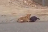 A văzut doi câini pe marginea drumului și s-a apropiat. Când a înțeles ce s-a întâmplat, a luat telefonul și a filmat. „Doamne, este impresionant!” (FOTO+VIDEO) 512032