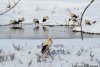 Valul de frig lovește păsările migratoare din România. Uite cum le poți salva! Ce înseamnă când o barză se apropie de tine 516309