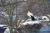 Valul de frig lovește păsările migratoare din România. Uite cum le poți salva! Ce înseamnă când o barză se apropie de tine 516310