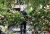 Incident în Capitală. Un copac s-a rupt și a căzut pe terasa unei cafenele  524033