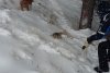 Jandarmii montani din Gorj au văzut o cățelușă agitată. Când s-au apropiat de ea, au găsit șase pui împrăștiați în zăpadă. Povestea lor a impresionat mii de oameni 567025