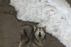 Pui de lup, surprins în apropierea unui mare oraș din România – FOTO 579750