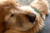 Câinele și-a pierdut ochii din cauza unui glaucom, dar apoi ceva incredibil s-a întâmplat. „Este cel mai bun ajutor pentru el” 584700