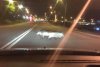 Apariție șocantă pe o șosea din Oradea! Oamenii au crezut că nu văd bine (FOTO) 601816