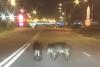 Apariție șocantă pe o șosea din Oradea! Oamenii au crezut că nu văd bine (FOTO) 601817