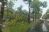Furtuna a făcut dezastru în Capitală. Copaci rupți în zona Kiseleff, străzi inundate în Colentina, avion lovit pe aeroport 611471