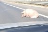 Șoferii aflați miercuri după-amiază pe Autostrada A1 Sibiu – Sebeș au avut parte de o surpriză neașteptată. Era viu și pe mijlocul străzii! (FOTO) 620214
