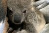 Cățelușa ei s-a întors acasă după plimbarea de dimineață cu o mică creatură agățată de spinarea ei. Când s-a uitat cu atenție a văzut că noul prieten al patrupedului era, de fapt, un pui de koala. ”I-a salvat viața!”  636788