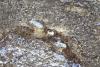 Un câine a căzut într-o prăpastie, speriat de petardele de la Revelion. Oamenii legii l-au găsit după o săptămână de agonie - FOTO 636979