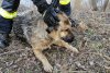 Câine salvat de pompieri dintr-un lac îngheţat, în Cisnădie 645023