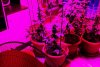 Cultură de cannabis descoperită într-un apartament din Constanţa. Polițiștii au găsit instalații și dispozitive de iluminat și irigat a acesteia (video) 645728