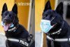 Imagini virale cu Şuier, câinele vedetă al Poliţiei Române! Ne învaţă cum se poartă corect masca de protecţie 673166