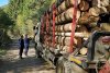 Acțiune de amploare a autorităților pentru depistarea hoților de lemne. Captura impresionantă a polițiștilor  681483