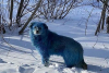 Câini cu blana albastră, pe străzile din Rusia. Cine ar fi de vină 694532
