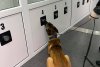 Câinii Poliției sunt antrenați la Sibiu să detecteze persoanele infectate cu COVID-19. Exercițiu demonstrativ - VIDEO 694692