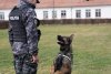 Câinii Poliției sunt antrenați la Sibiu să detecteze persoanele infectate cu COVID-19. Exercițiu demonstrativ - VIDEO 694694