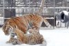 Un pui de tigru siberian care cântă face senzație pe internet: A fost botezat după un celebru contratenor 696058