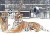 Un pui de tigru siberian care cântă face senzație pe internet: A fost botezat după un celebru contratenor 696059