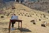 O fetiță de 10 ani face școală online pe vârf de munte, între animale  699930