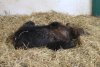 Puiul de urs orfan, salvat de la moarte în Harghita, va fi relocat în sanctuarul Libearty din Zărneşti 704705