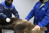 Puiul de urs orfan, salvat de la moarte în Harghita, va fi relocat în sanctuarul Libearty din Zărneşti 704706