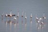 Imagini inedite cu un grup de păsări flamingo, care fac popas pe lacul Nuntași, în drumul lor spre Delta Dunării 708517
