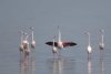 Imagini inedite cu un grup de păsări flamingo, care fac popas pe lacul Nuntași, în drumul lor spre Delta Dunării 708518