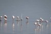 Imagini inedite cu un grup de păsări flamingo, care fac popas pe lacul Nuntași, în drumul lor spre Delta Dunării 708520