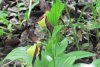 O orhidee sălbatică a înflorit în Parcul Natural Putna, fiind un moment extrem de rar în România 711898