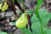 O orhidee sălbatică a înflorit în Parcul Natural Putna, fiind un moment extrem de rar în România 711900