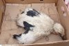 Șase pui de vrabie împreună cu mama lor, care se aflau în stare de hipotermie, au fost salvați de polițiștii din Covasna 711908