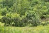 Prăpăd la Bacău după o ploaie torenţială. 7 arbori smulşi de vijelie şi zeci de gospodării inundate 714023