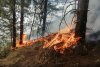 Arde pădurea de pin din Parcul Naţional Porţile de Fier! Pompierii sting flăcările cu lopata, nu se poate interveni cu apă în acea zonă 717141