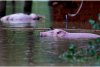 Nou bilanț al inundațiilor din China: 33 de morţi şi 8 dipăruţi 718129