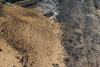 Incendiu devastator la Bunești. Peste 35 de hectare de grâu și miriște au fost mistuite de foc 719836