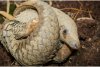 Captură record de solzi și gheare de pangolin,în valoare de 54 de milioane de dolari, în Nigeria 720663