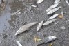 Peşti morţi în Jiul de Vest, Hunedoara. "E dezastru ecologic" 720982