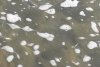 Peşti morţi în Jiul de Vest, Hunedoara. "E dezastru ecologic" 720983