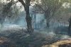 Alertă în Mehedinţi! Un nou incendiu de vegetaţie a izbucnit lângă satul unde zeci de gospodării au fost făcute scrum  721318