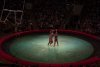 Anii de umilință au luat sfârșit pentru urșii unui circ din Vietnam. Au fost eliberați de sub violențe și trimiși la un sanctuar 723177