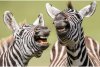 Cele mai amuzante fotografii cu animale de la concursul Comedy Wildlife 2021 724918