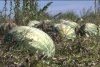 Mii de tone de pepeni abandonați pe câmp, la Dăbuleni. Nimeni nu mai cumpără, deși costă 20 bani kg 724994