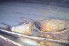 Noi detalii despre cele trei corăbii din lemn descoperite pe fundul Mării Negre 725646