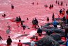 Masacrul delfinilor în Insulele Feroe. Vânătorii au ucis cu cuțitul 2% din populația de mamifere marine din Atlantic 726819
