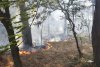 Incendiu de vegetaţie în Parcul Nicolae Romanescu din Craiova 727582