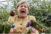 Angela Merkel a fost ”atacată” în timp ce hrănea păsările în parc 728481