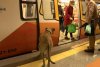 Câinele care ia zilnic metroul și dă prioritate la coborâre, în Istanbul 729862